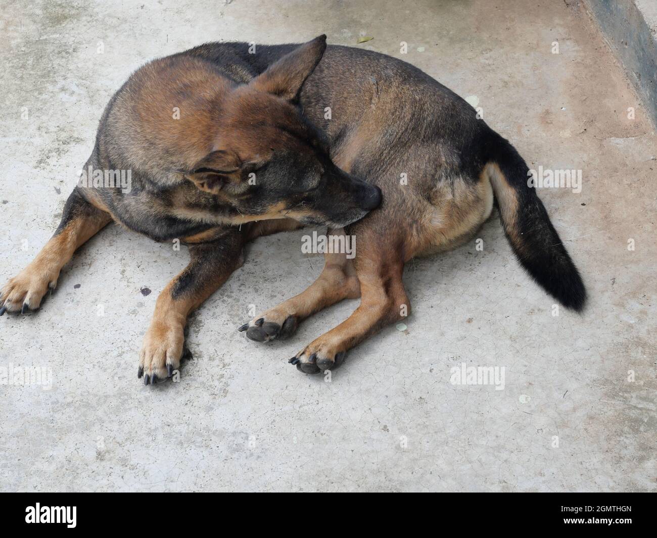 Dunkelbrauner Hund verwenden Mund und Zähne, um den Körper auf grauem Betonboden zu reinigen, Lustiges und niedliches Verhalten von Haustieren Stockfoto