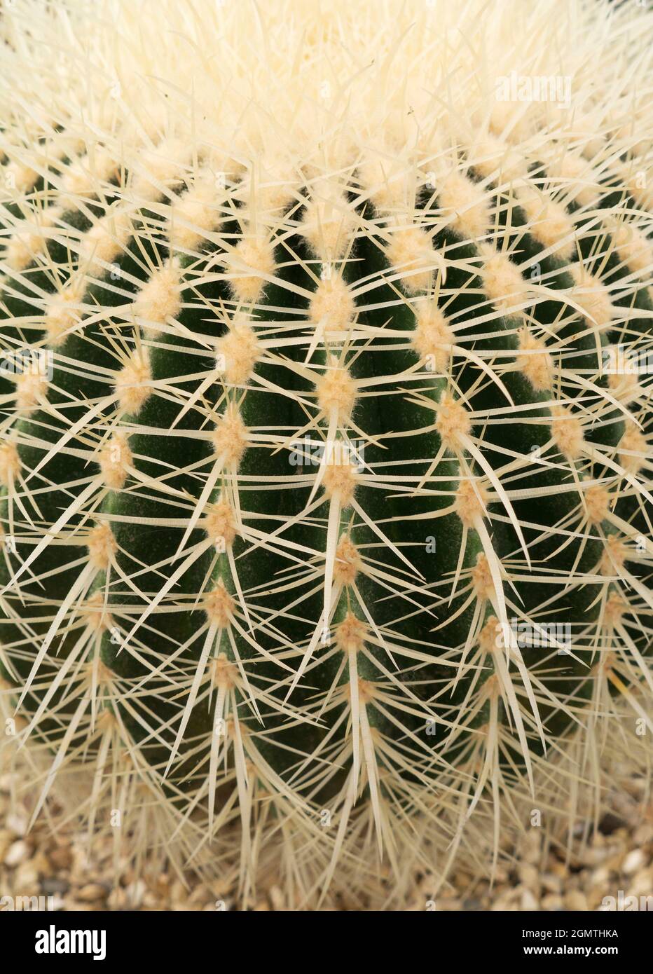 Wenn man sich so nah an etwas heran kommt, beginnt es abstrakte Schönheit zu zeigen. Dieser schöne, stachelige Kaktus in meinem Haus ist keine Ausnahme! Stockfoto