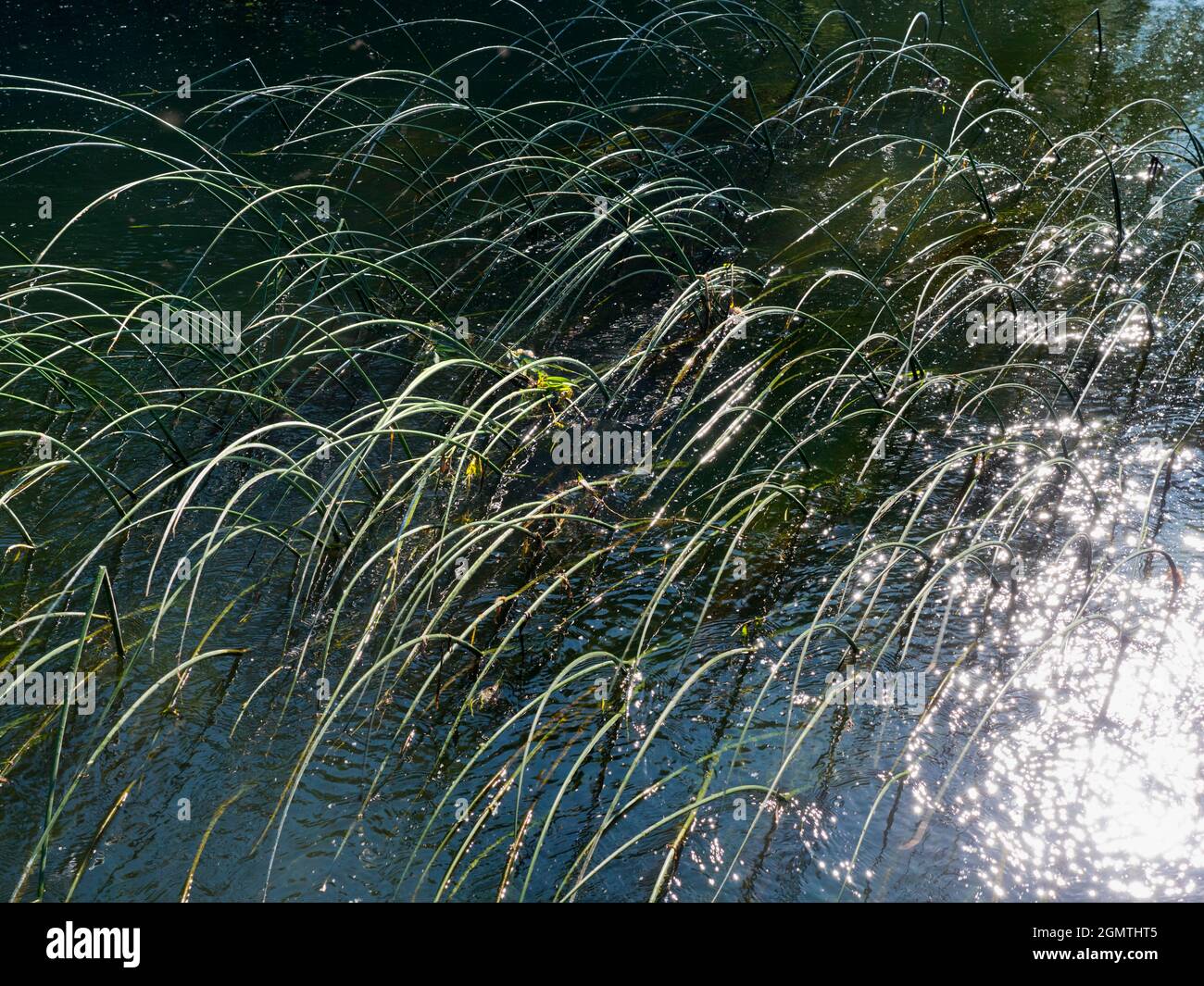 Abingdon, England - 20. Mai 2020 ein abstraktes Bild von Wasserresten und Reflexionen in Abbey Stream, einem kleinen, aber schönen Nebenfluss der Themse von ab Stockfoto