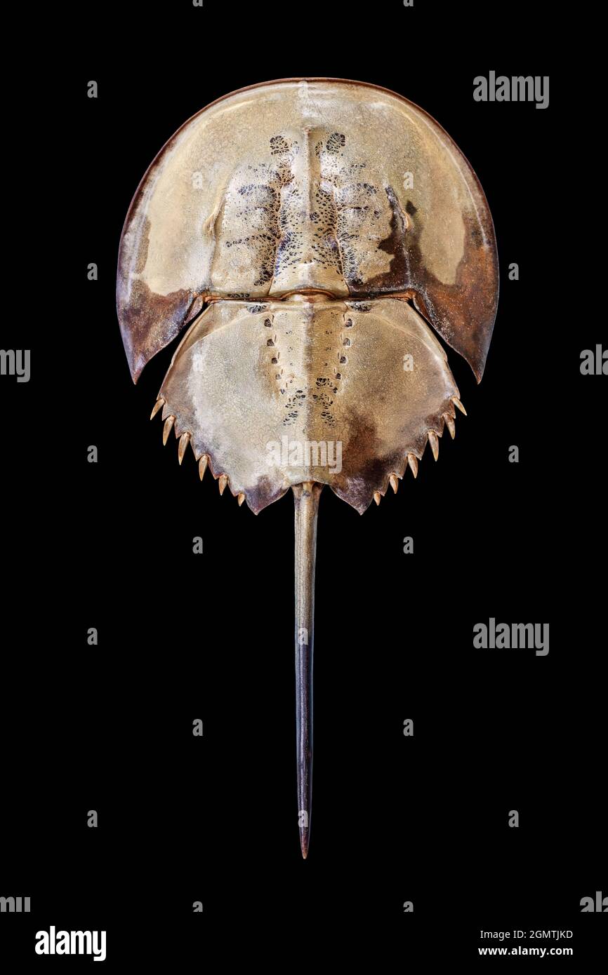 Hufeisenkrabbe auf schwarzem Hintergrund isolierte Nahaufnahme von oben, marine Arthropode mit gewölbter hufeisenförmiger Schale und langer Schwanzwirbelsäule, Meerestier Stockfoto
