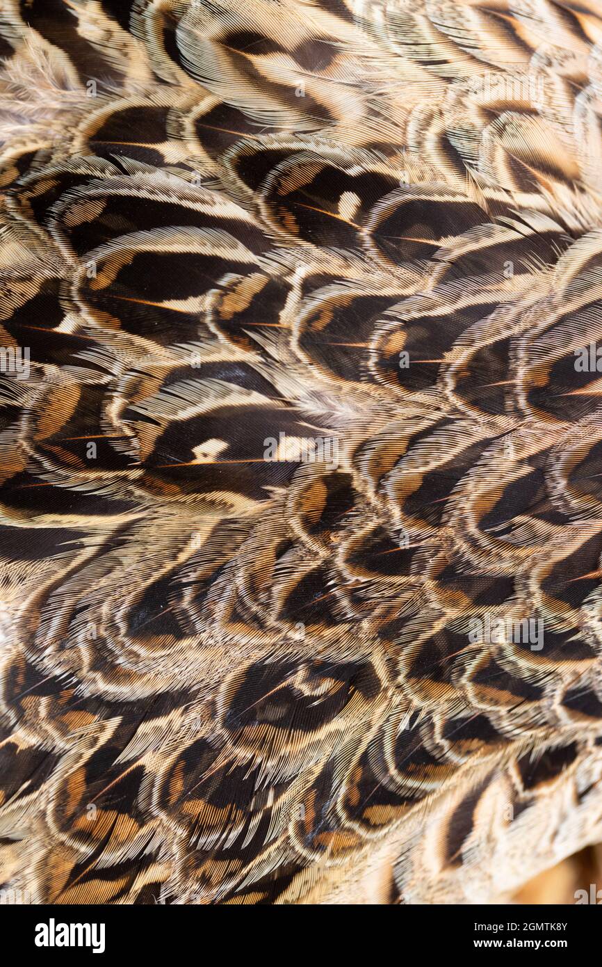 Fasane (Phasianus colchis). Gefieder. Überlappende Hackle, Kontur, Federn. Kopfende rechts ab. Kryptisch, zum Tarnen, auf einer Henne oder einem Weibchen, Vogel. O Stockfoto