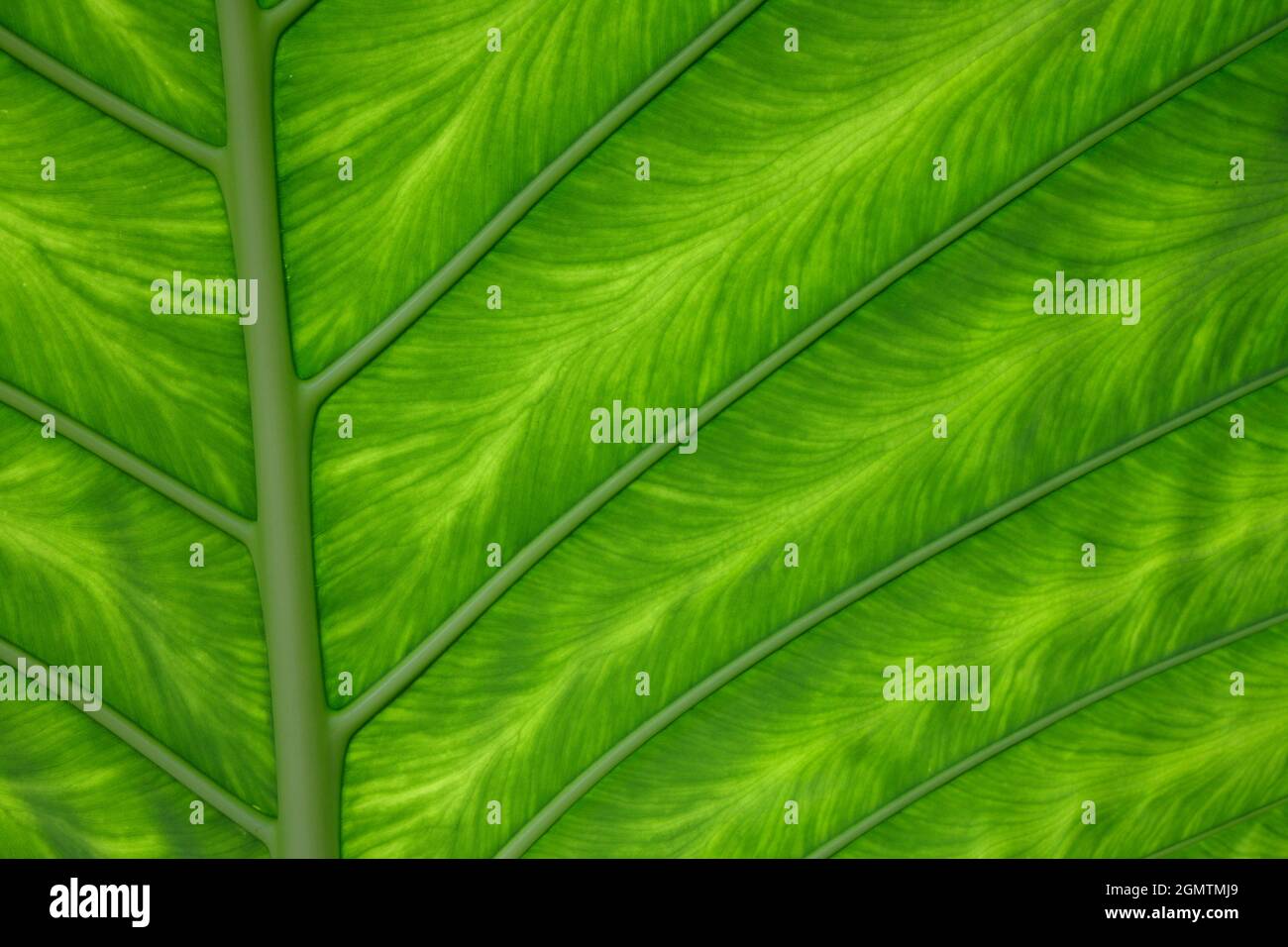 London, England - 2009; die Schönheit der Natur in reiner, abstrakter Form - ein hinterleuchtetes Bananenblatt, das in den Royal Botanic Gardens in Kew zu sehen ist. Unnötig zu sagen Stockfoto