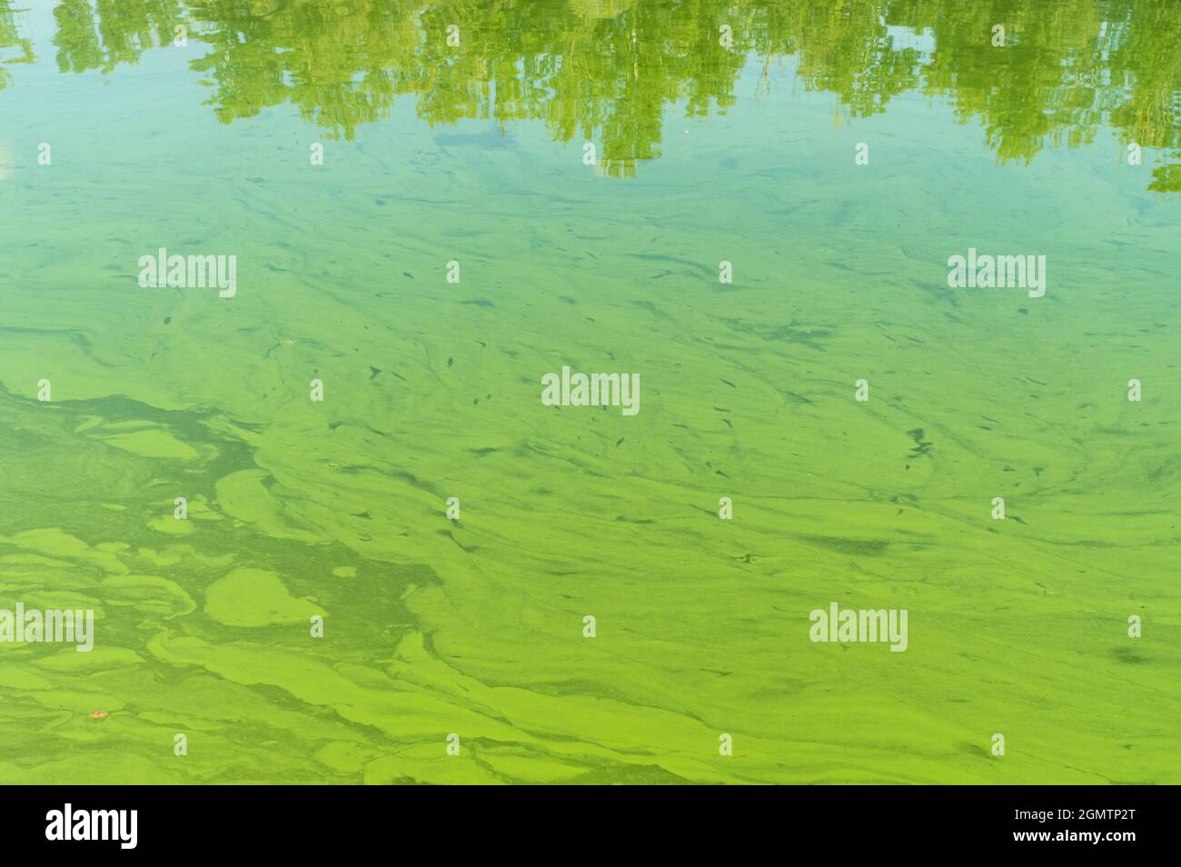 Nahansicht des ukrainischen Flusses Dnipro, der durch Cyanobakterien als Folge der Phytoplankton-Evolution in heißen Jahreszeiten bedeckt ist Stockfoto