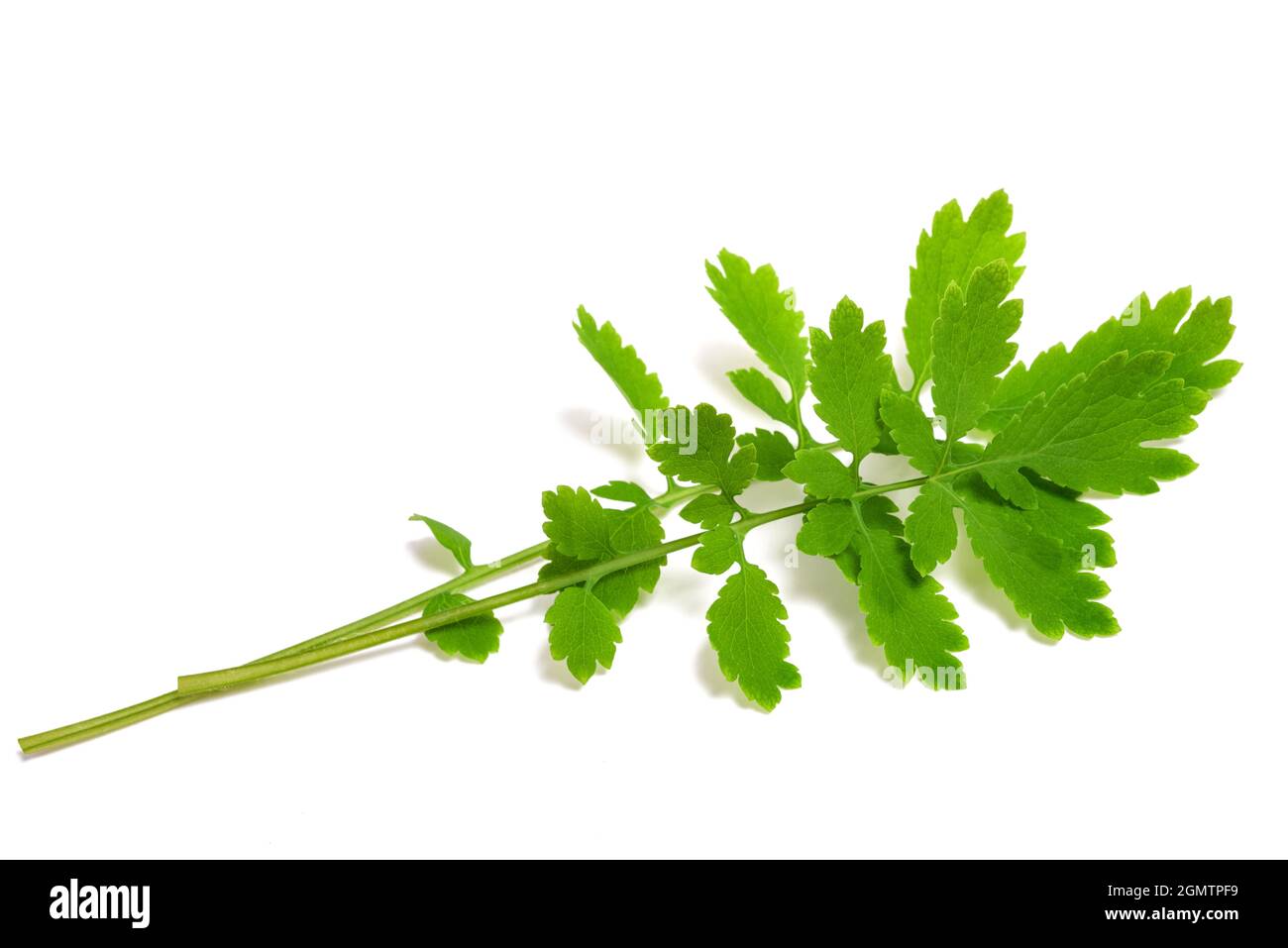 Schöllkraut Zweig auf weißem Hintergrund Stockfoto