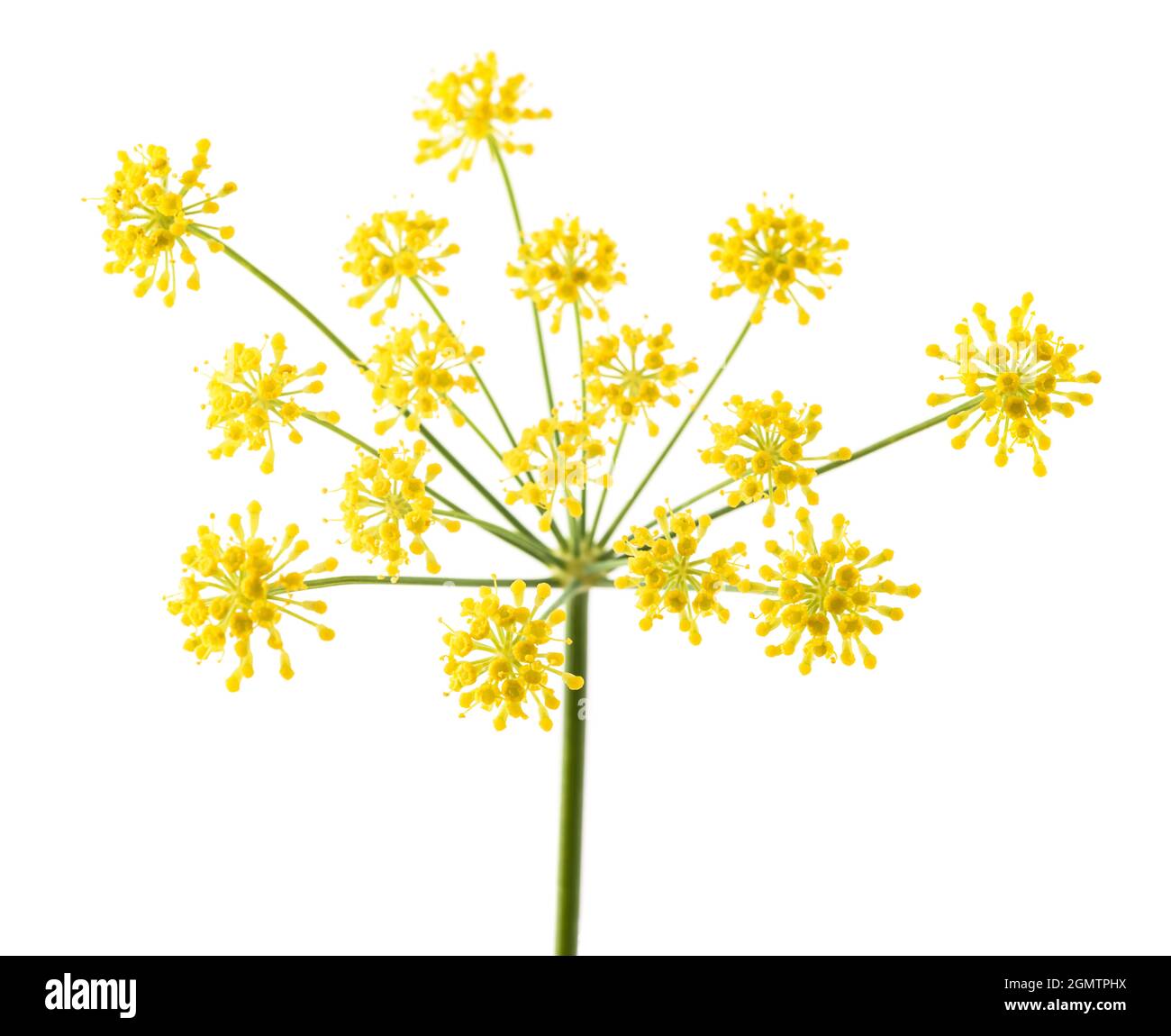 Wildem Fenchel Blumen isoliert auf weißem Hintergrund Stockfoto