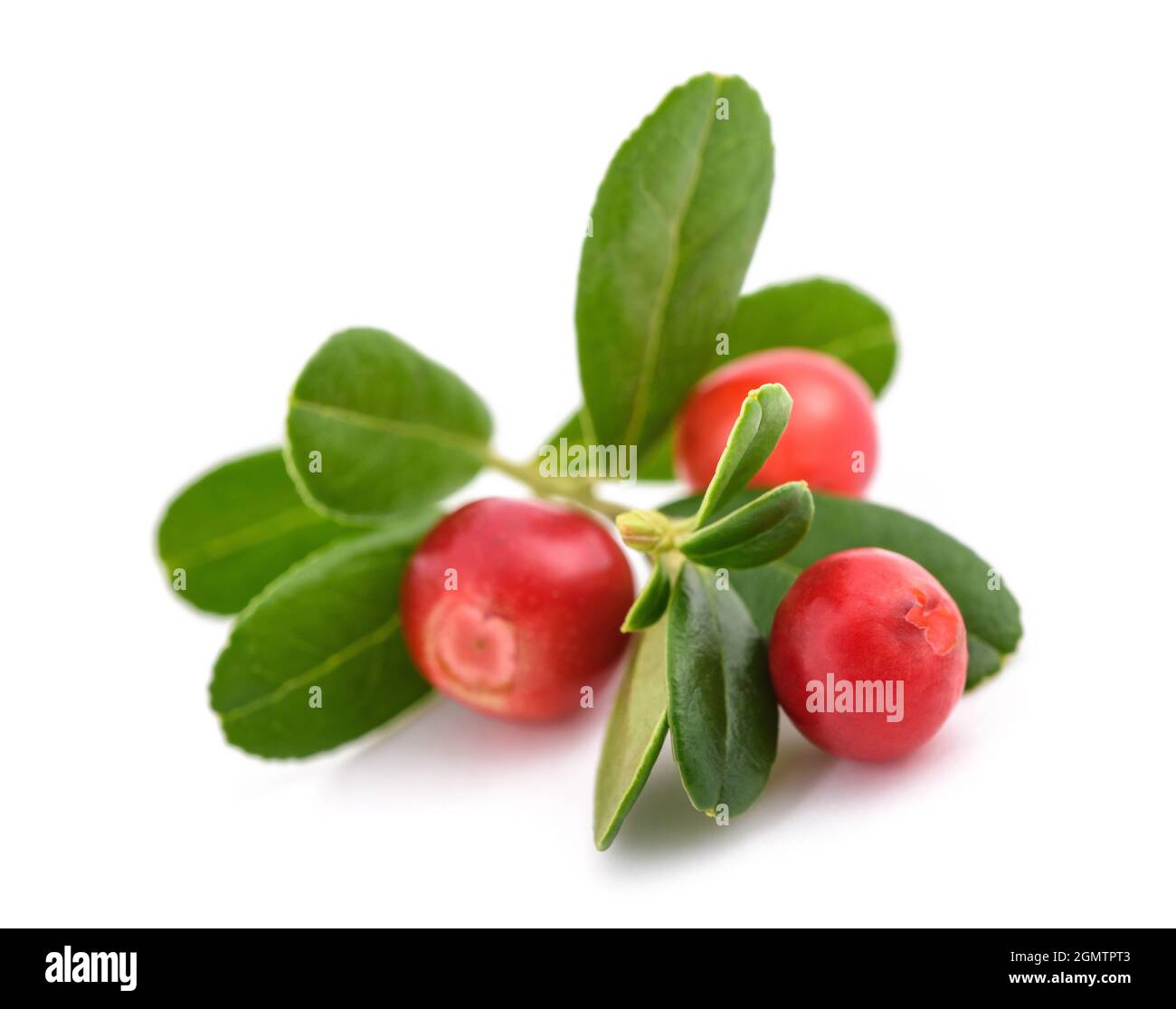 Preiselbeeren Früchte isoliert auf weißem Hintergrund Stockfoto