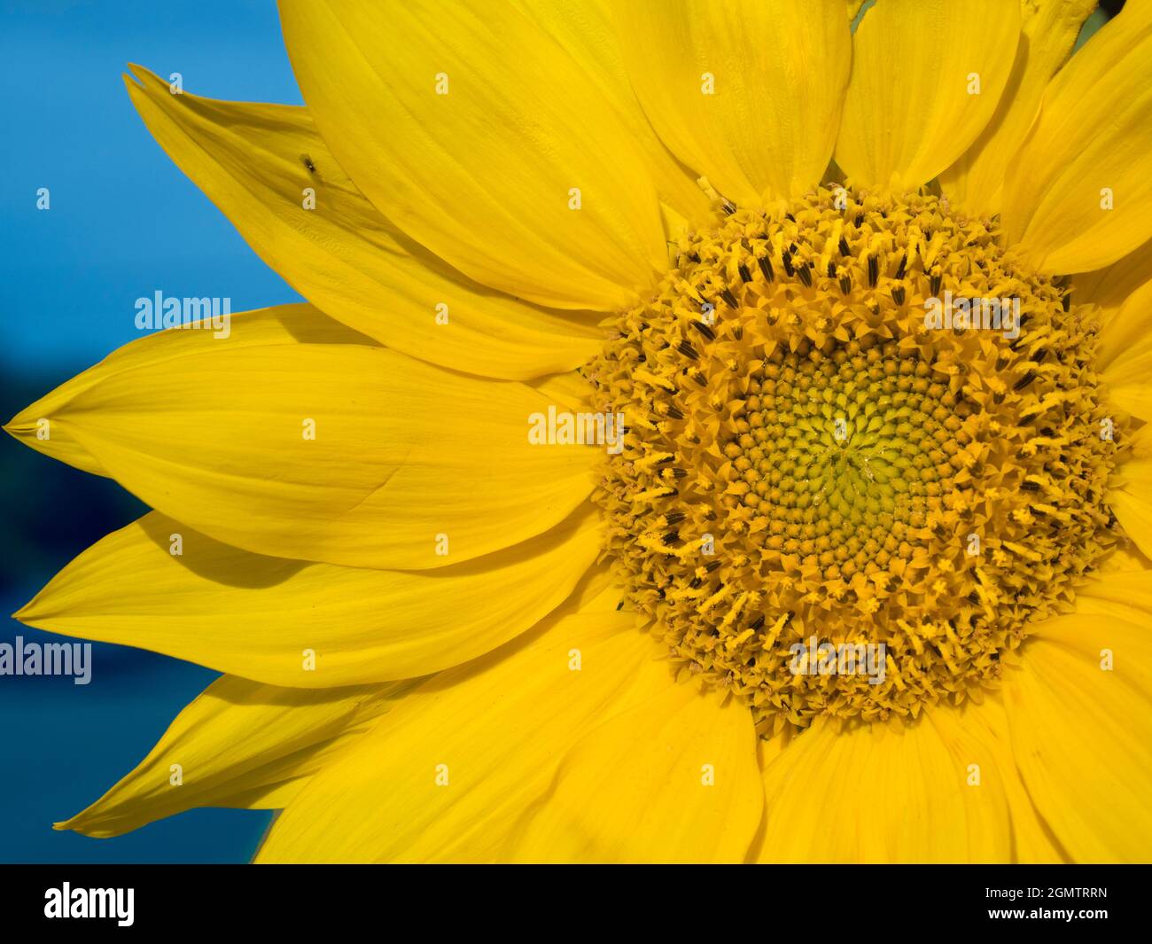 Radley Village, Oxfordshire, England - 27. August 2020; keine Menschen im Blick. Jeden Spätsommer wird in unserem Garten eine spektakuläre Show mit Sonnenblumen gezeigt. Hier w Stockfoto