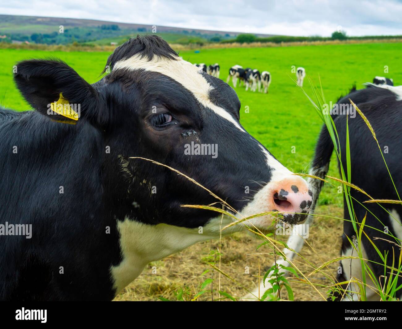 Herde junger Milchkühe, die mit einer Kuh aus nächster Nähe weiden Stockfoto