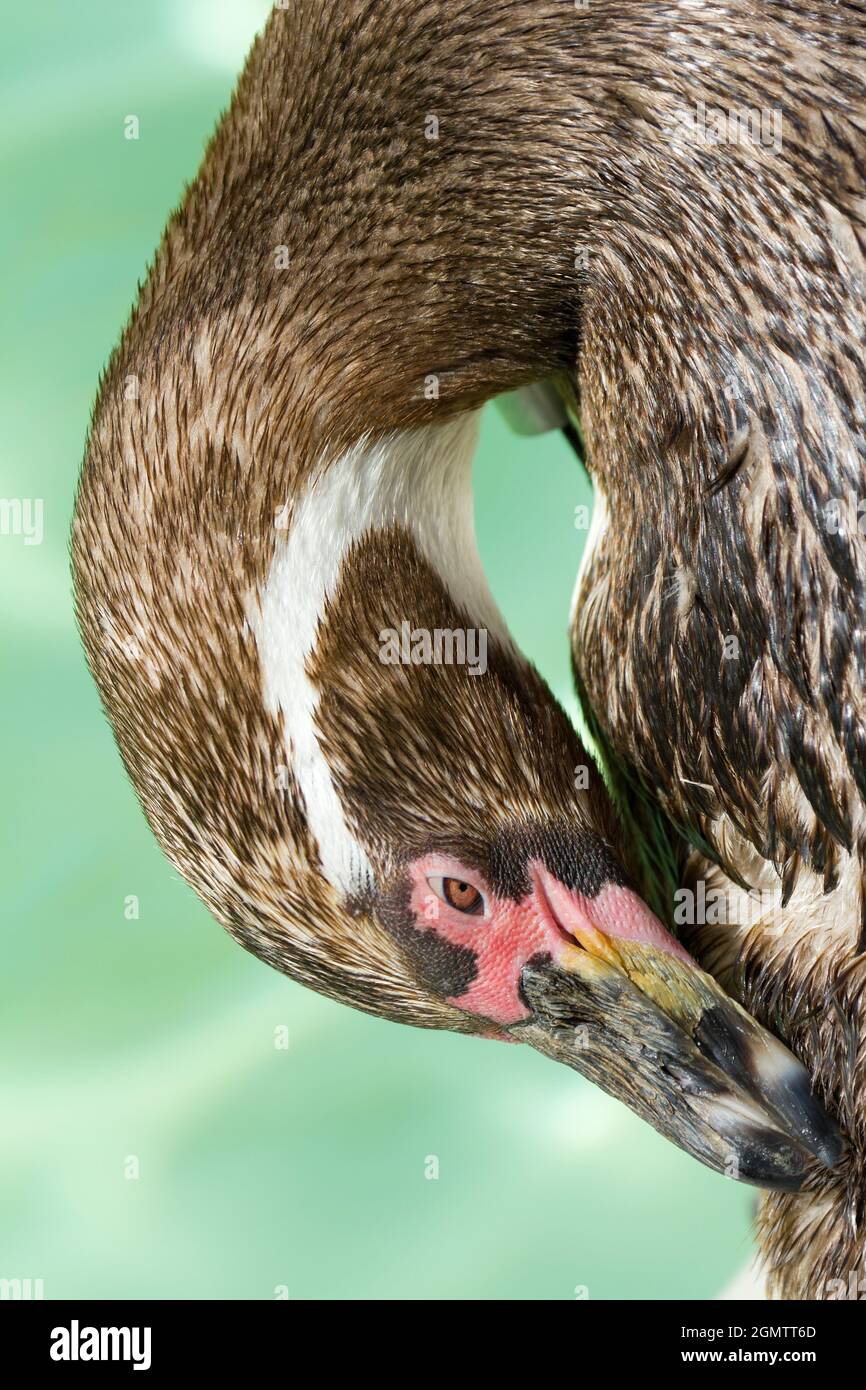 Burford, Oxfordshire, Großbritannien - Juli 2011; Hier ein Blick auf Sie... ein junger Humboldt-Pinguin preens und felt seine Federn am Pool. Spheniskus-Humb Stockfoto