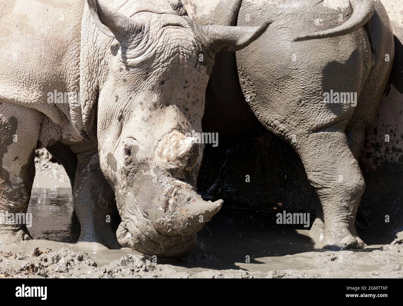 Burford, Oxfordshire, Großbritannien - 2011. Juli; Südliche Weiße Nashörner (Ceratotherium simum) werden in ihrem Heimatland Südafrika ständig von Wilderern bedroht Stockfoto