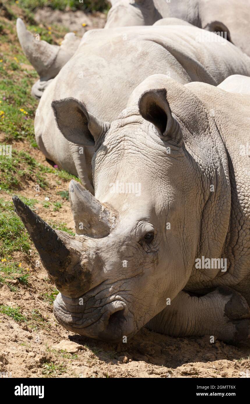 Burford, Oxfordshire, Großbritannien - 2011. Juli; Südliche Weiße Nashörner (Ceratotherium simum) werden in ihrem Heimatland Südafrika ständig von Wilderern bedroht Stockfoto