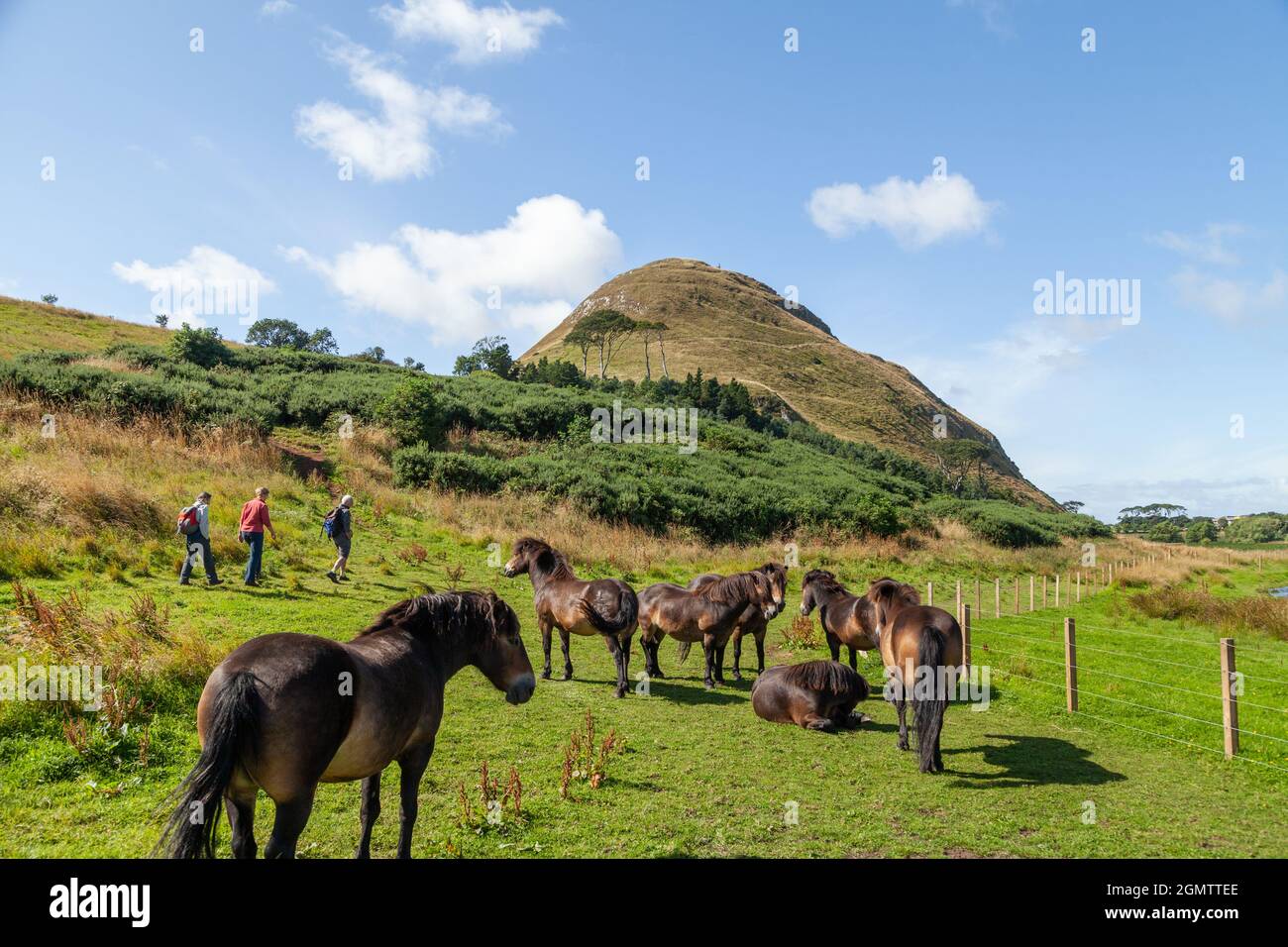 Wilde Pferde am Fuße des North Berwick Law, East Lothian. Stockfoto