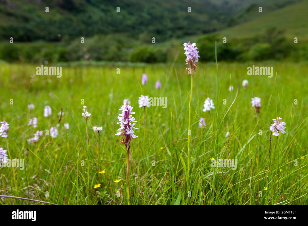 Wilde Orchideen, die in den Highlands von Schottland wachsen Stockfoto