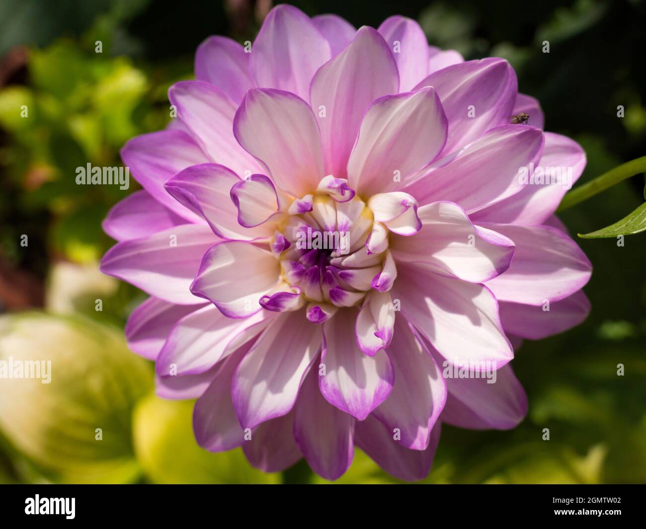 Radley, Oxfordshire, England - 8. Juli 2019 Dahlien haben Ende August eine schöne Show in unserem Garten in Radley Village Oxfordshire gezeigt. Dahlien sind ein Stockfoto