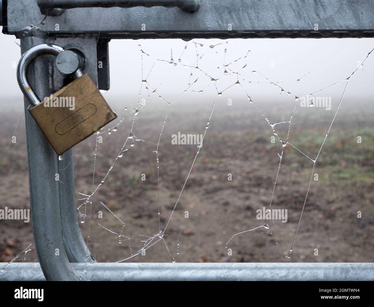 Radley Village, Oxfordshire, England - 27. November 2020; Keine Menschen in Schuss. Man muss früh aufstehen, um diesen Schuss zu bekommen - die Spinne am frühen Morgen Stockfoto