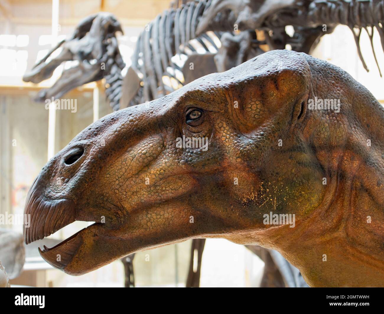 Oxford, England - 2013; das Pitt-Museum ist ein Museum, das die archäologischen und anthropologischen Sammlungen der Universität Oxford zeigt. Stockfoto