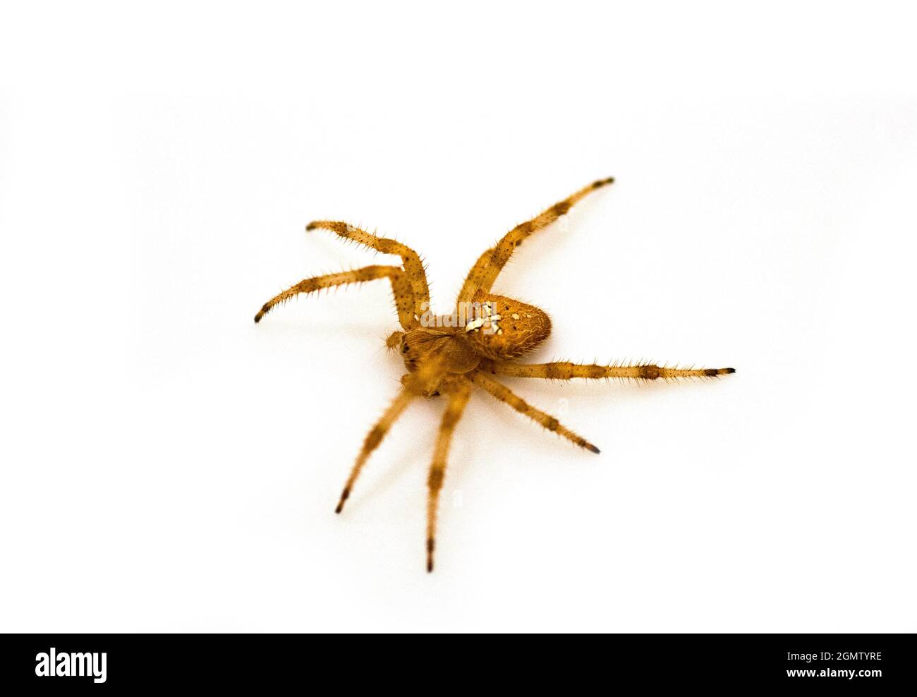 Araneus diadematus vor weißem Hintergrund Stockfoto