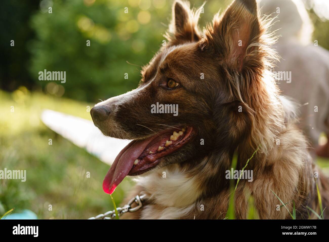 Junger Border Collie Hund an der Leine im Park Stockfoto