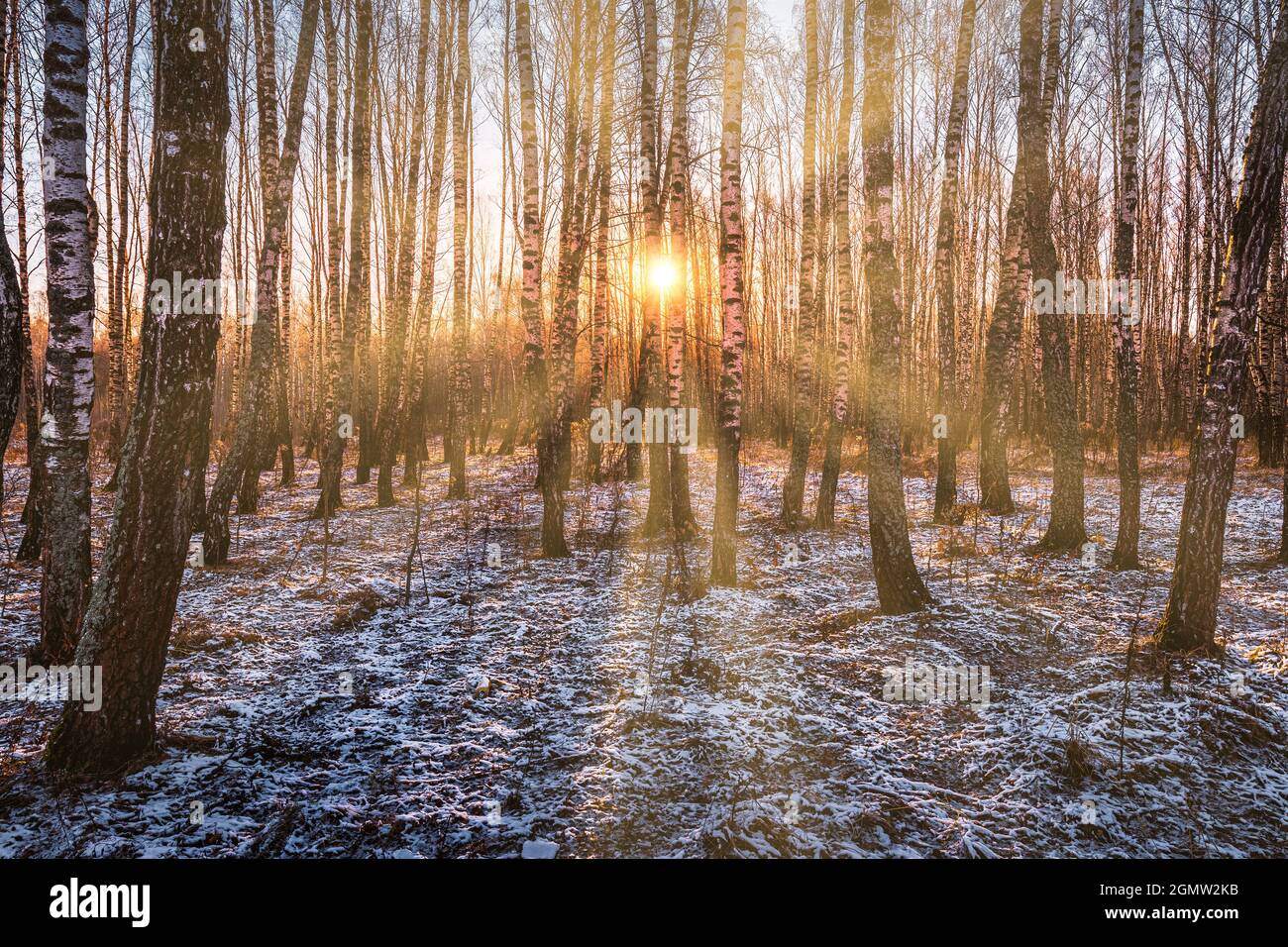 Die Sonnenstrahlen brechen durch die Stämme der Birken und der letzte nicht schmelzende Schnee auf dem Boden in einem Birkenwald im Frühjahr. Stockfoto