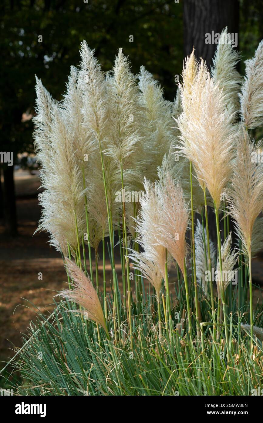 Italien, Lombardei, Pampas Grass, Cortaderia selloana, Eingeborenes in Südamerika Stockfoto