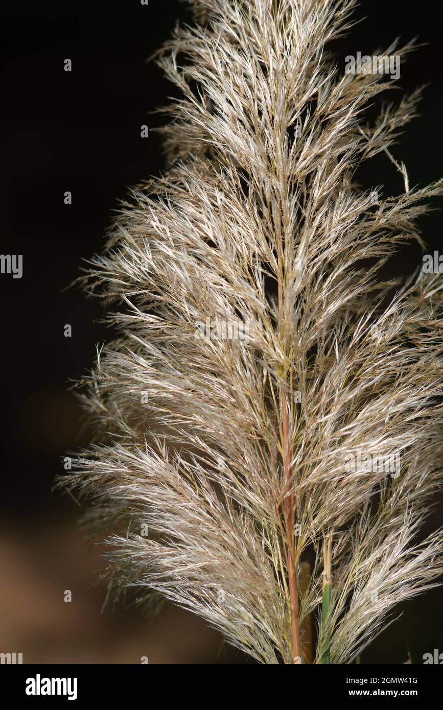 Italien, Lombardei, Pampas Grass, Cortaderia selloana, Eingeborenes in Südamerika Stockfoto