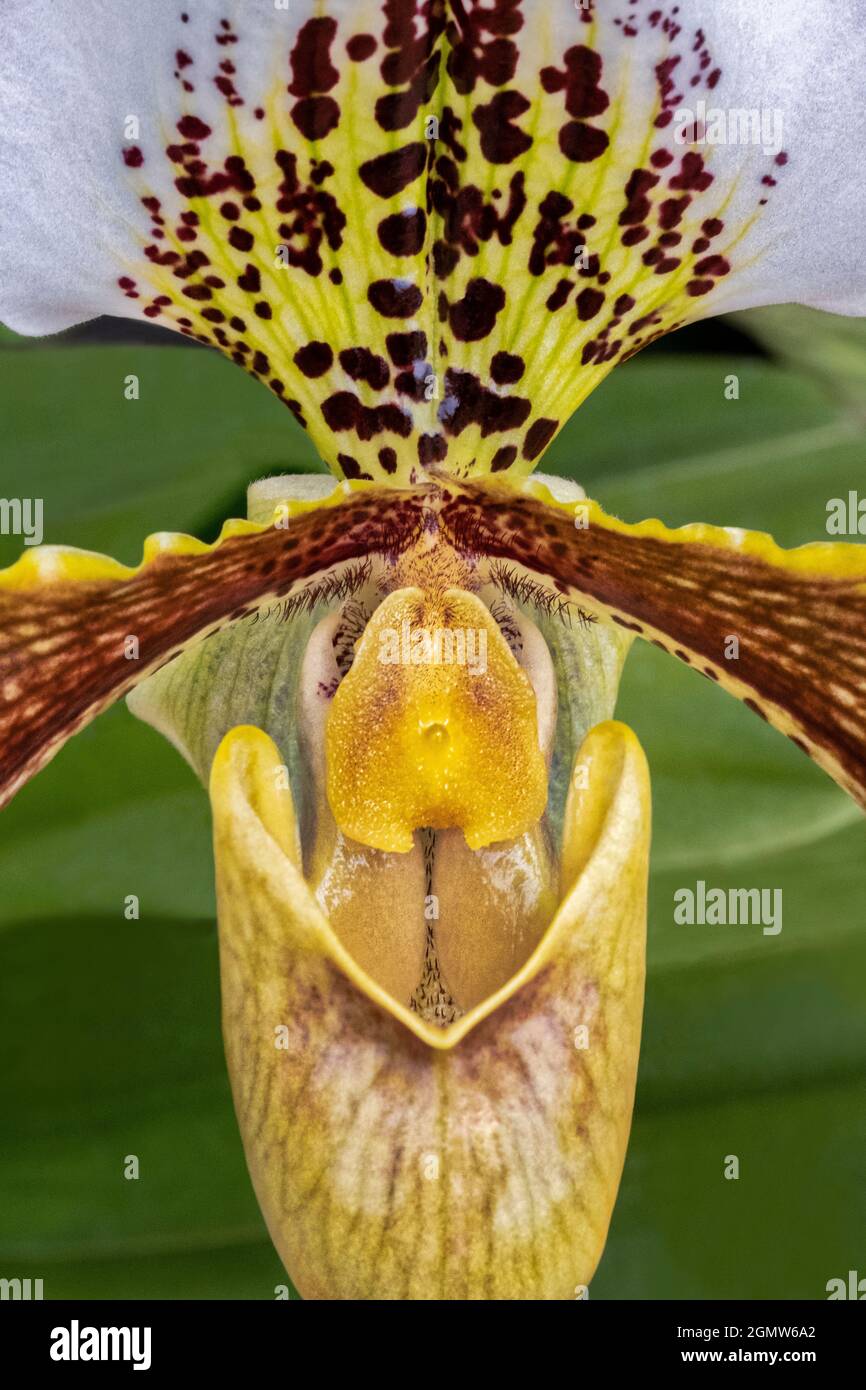 Paphiopedilum Orchidee, Lady Slipper Stockfoto