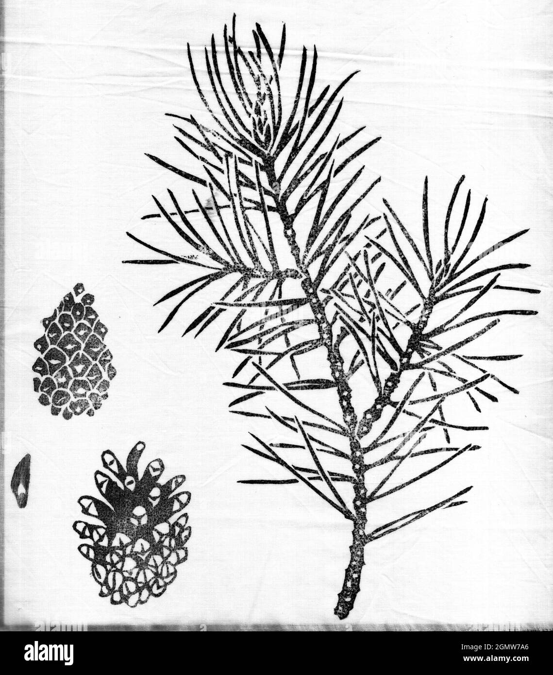 Kiefernelement für Design isoliert auf weiß. Pinus sylvestris Zweig, Zapfen, Samen. Handgezeichnete botanische Illustration Stockfoto