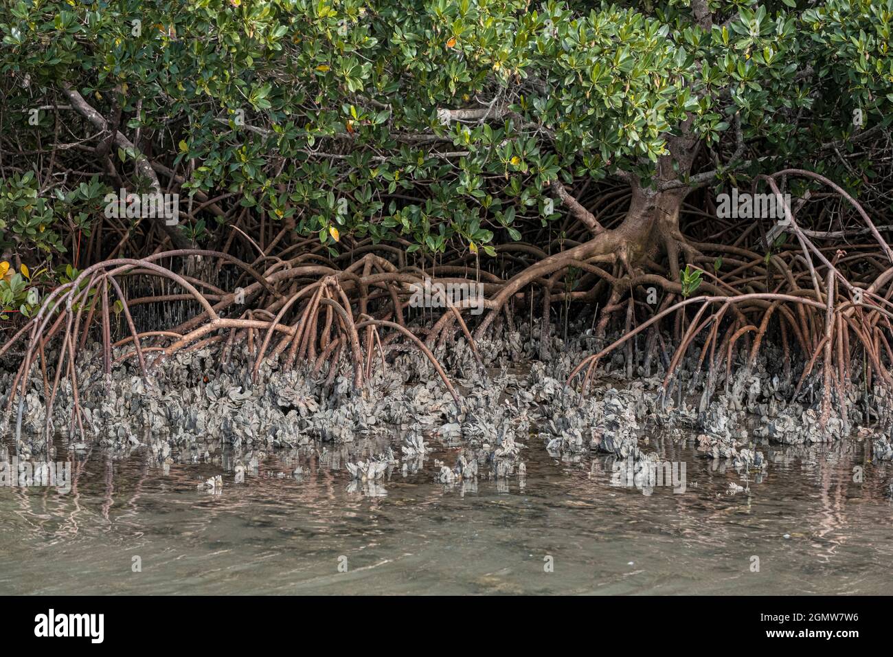 Rote Mangrovenbäume zwischen Austernbeeten, Indian River Lagoon, Florida Stockfoto