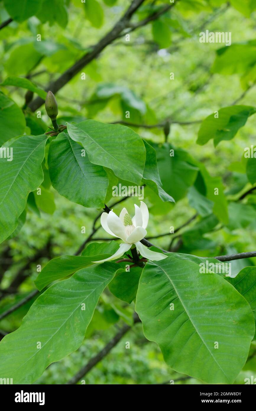 Magnolia obovata, Magnolia hypoleuca, japanische Großblatt-Magnolie. Einzelne Blume mit Laubhintergrund. Japanischer Gurkenbaum, japanischer weißbark Stockfoto