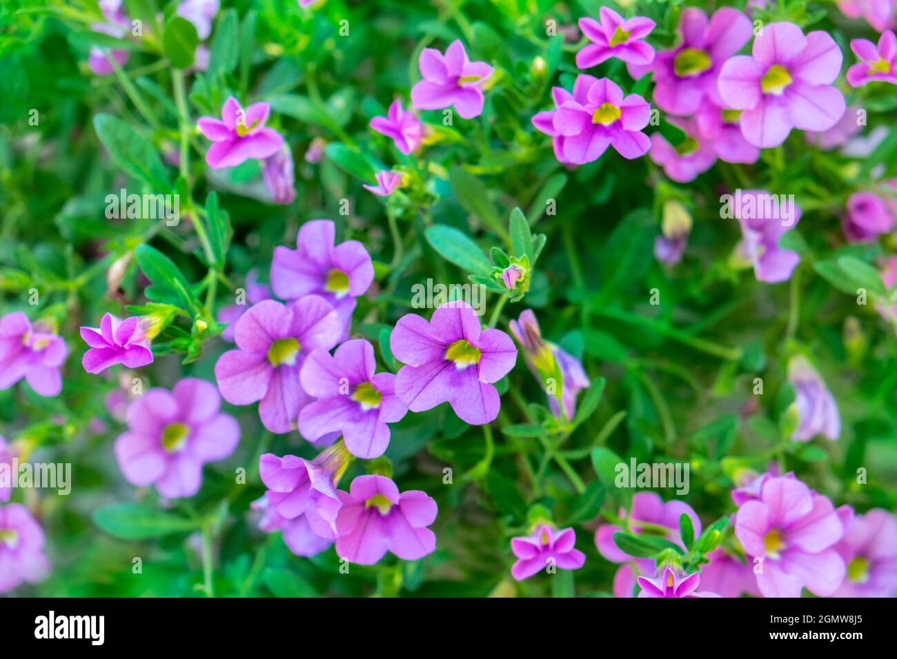 Calibrachoa, Million Bells, USA Stockfoto