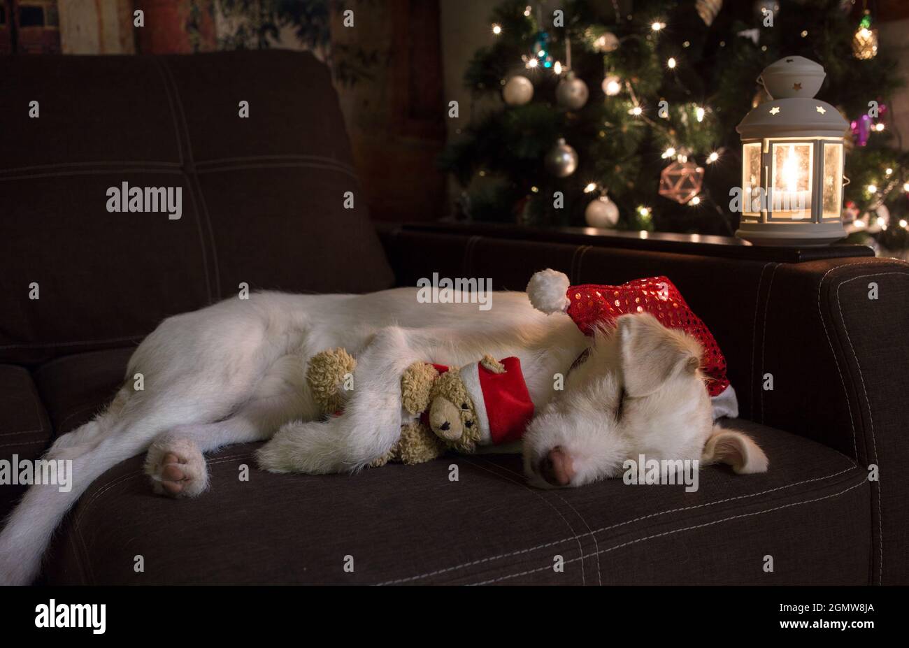 Niedlicher Hund im Weihnachtsmütze schläft auf der Couch und umarmt einen Spielzeug-Weihnachtsbären in der Nähe des Weihnachtsbaums und einer brennenden Laterne. Warten auf ein Wunder, Vorbereitung Stockfoto