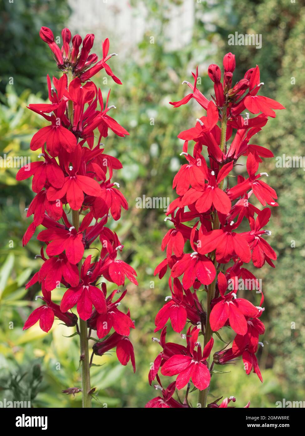 Lobelia Compliment Scarlet präsentiert Ende August eine schöne Show in unserem Garten im Radley Village Oxfordshire. Die beliebte Gattung Lobelia umfasst keine le Stockfoto