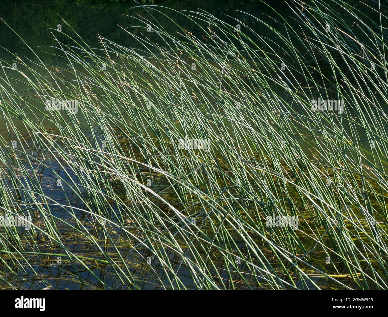 Abingdon, England - 20. Mai 2020 ein abstraktes Bild von Wasserresten und Reflexionen in Abbey Stream, einem kleinen, aber schönen Nebenfluss der Themse von ab Stockfoto