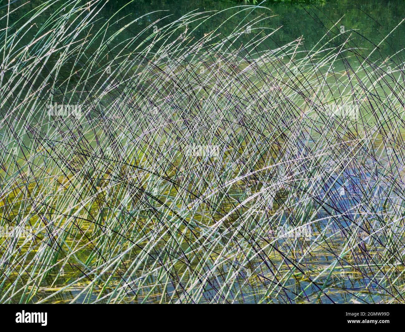 Abingdon, England - 20. Mai 2020 ein abstraktes Bild von Wasserresten und Reflexionen in Abbey Stream, einem kleinen, aber schönen Nebenfluss der Themse von ab Stockfoto