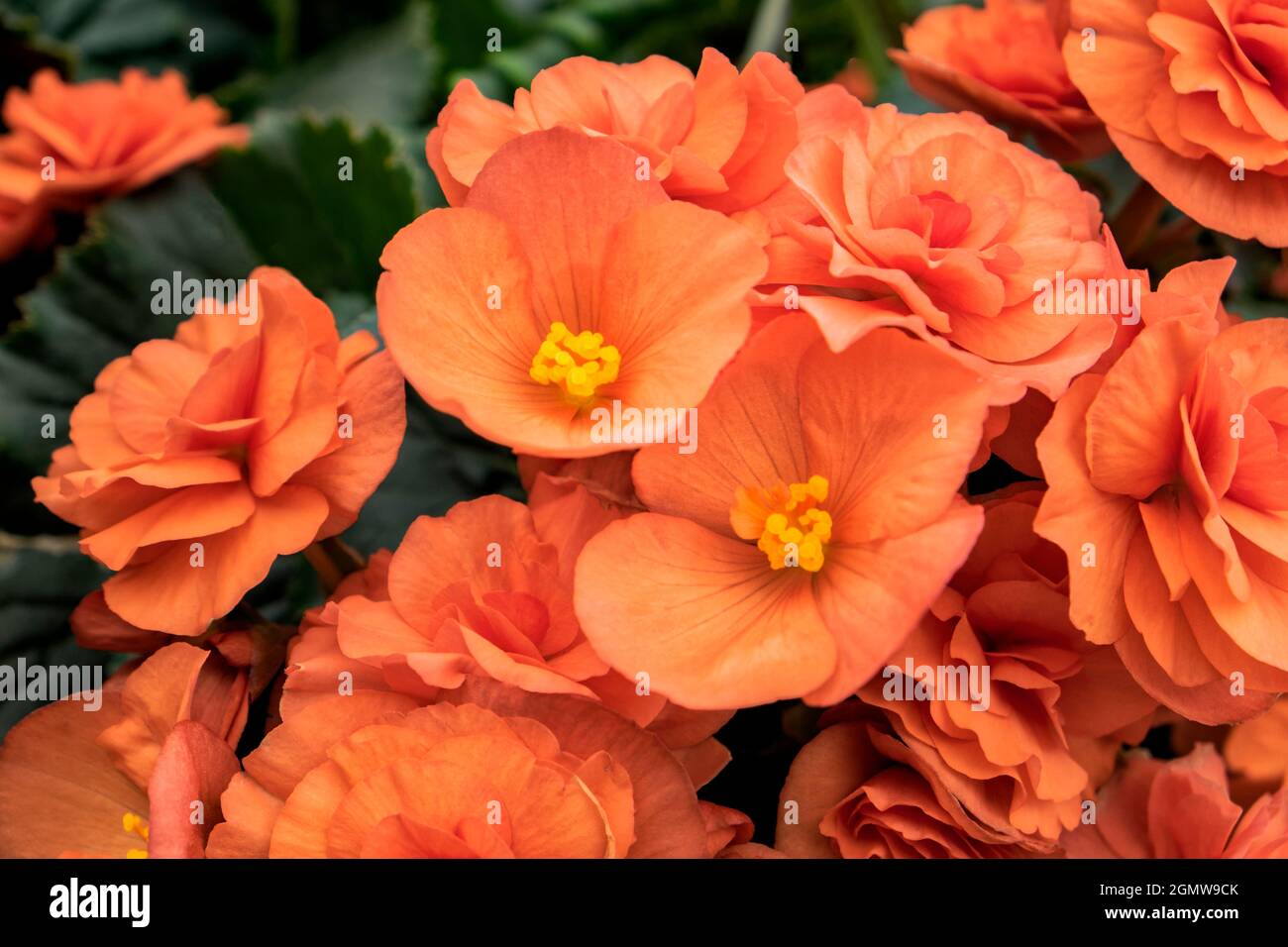 Orangefarbene Tuberöse Begonie, USA Stockfoto