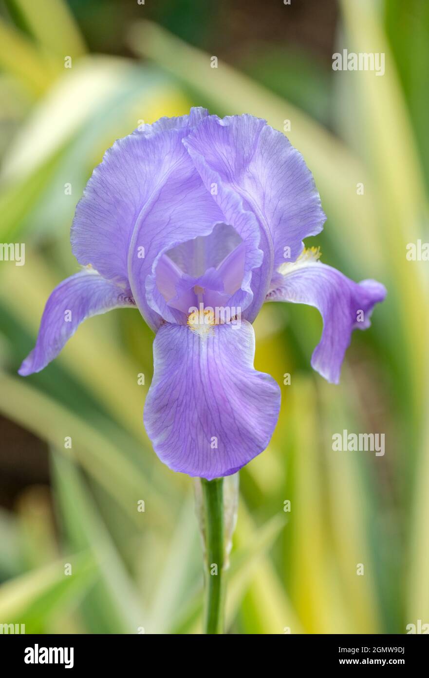 Iris pallida 'Variegata Aurea'. Bärtige Iris, gelb/grüne Blätter. Iris pallida 'Variegata', Sweet Iris, Dalmatinische Iris, Orriswurzel, Zebra Iris Stockfoto