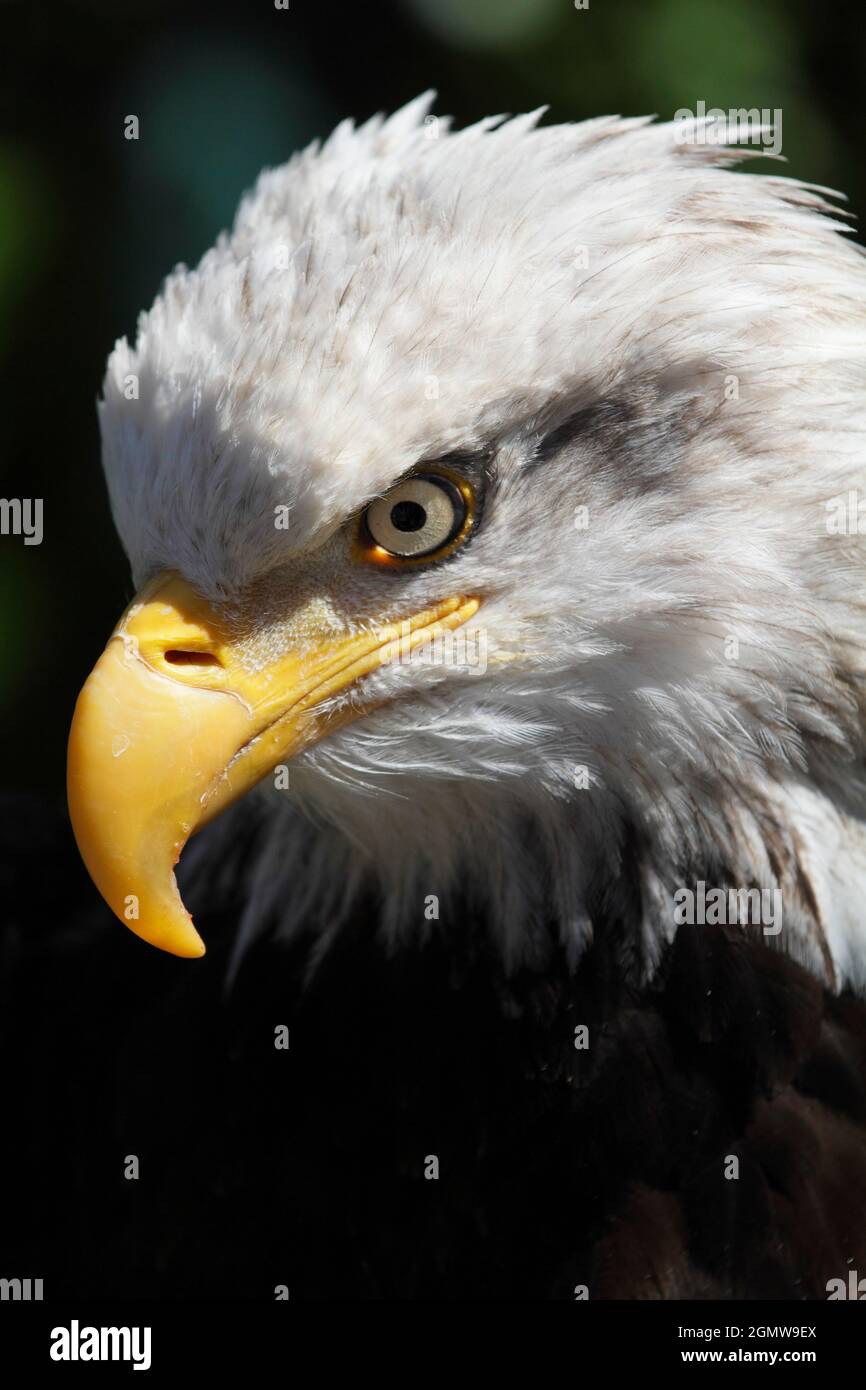 Ketchikan, Alaska USA - 26. Mai 2010; prachtvoller Greifvogelgrapser und passendes nationales Emblem. Gibt es einen charismatischeren Vogel? Gesehen in Ketchikan, Alaska. Stockfoto