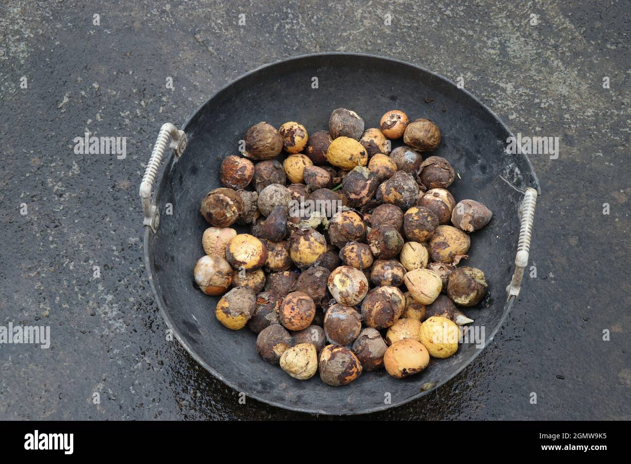 Avocado-Samen, die in einen Korb gelegt werden, bereit zum Pflanzen, Butterfrucht-Samen zum Pflanzen Stockfoto