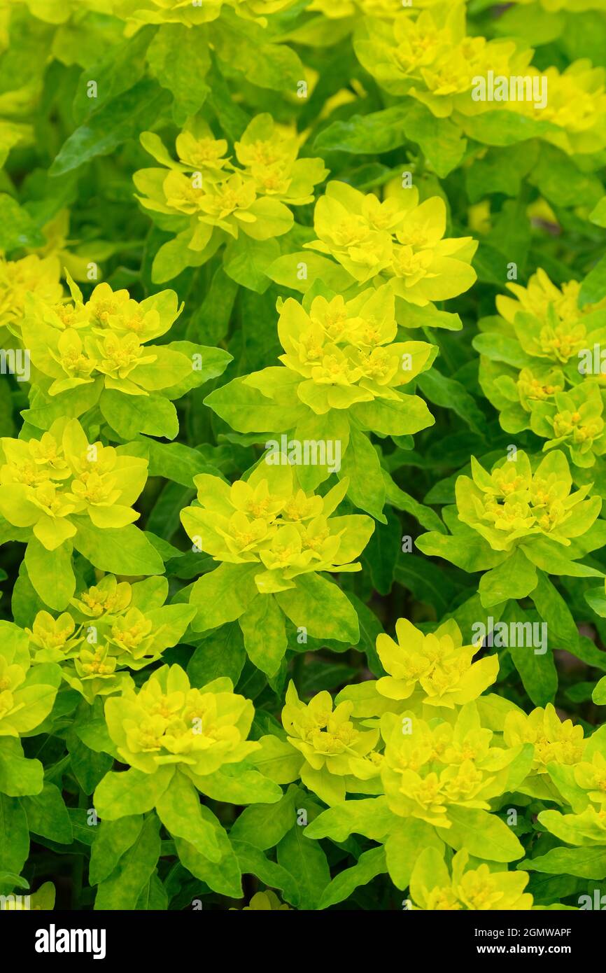Die auf dem Balkan heimische Eframifera. Auffallendes, lebendiges Laub im Frühsommer Stockfoto