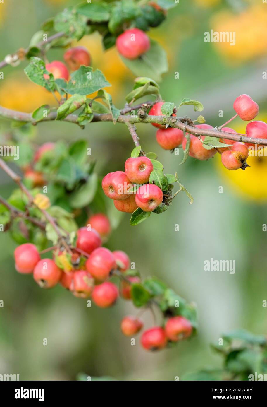 Malus „Evereste“. Krabbenapfel „Evereste“. Im Frühherbst stehen orange-gelbe Früchte auf dem Baum. Stockfoto