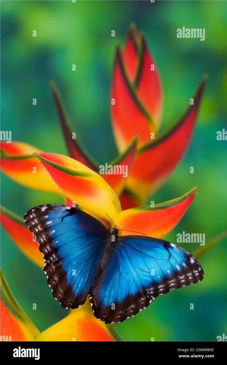 Blauer Morpho-Schmetterling, Morpho granadensis, sitzend auf tropischen Heliconia-Blüten Stockfoto