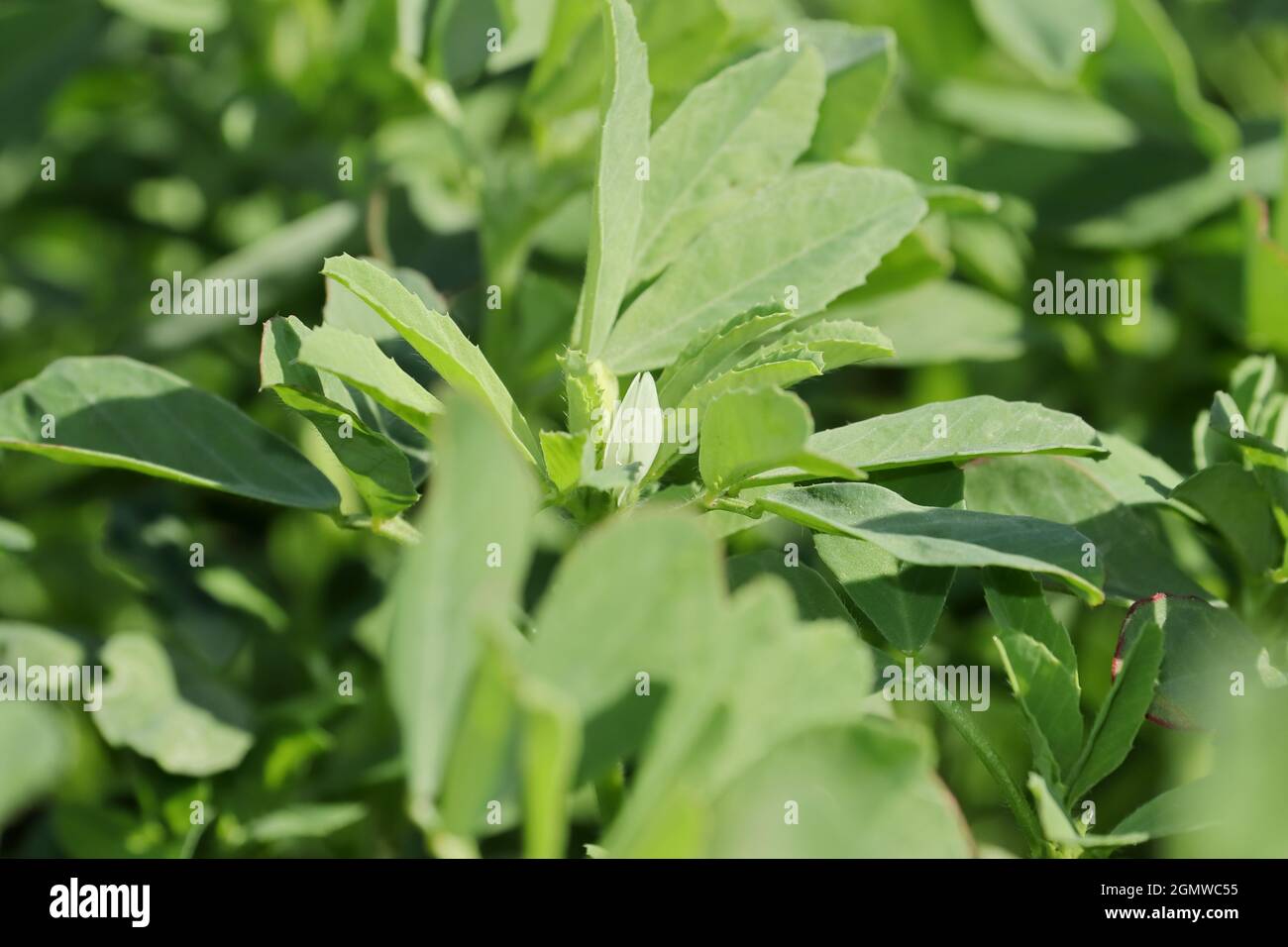 Nahaufnahme von Bio frisch-grünem Hybrid-Bockshornklee kleine Pflanze wächst auf dem Feld und frischer Bockshornklee ist voller ayurvedischer Eigenschaften und Nährstoffe Stockfoto