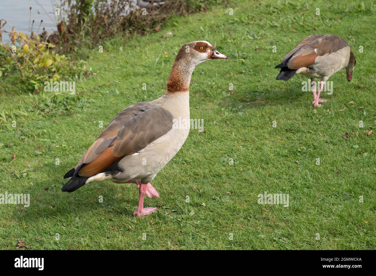 Ägyptische Gans (alopochen aegyptiacus) am See Stockfoto