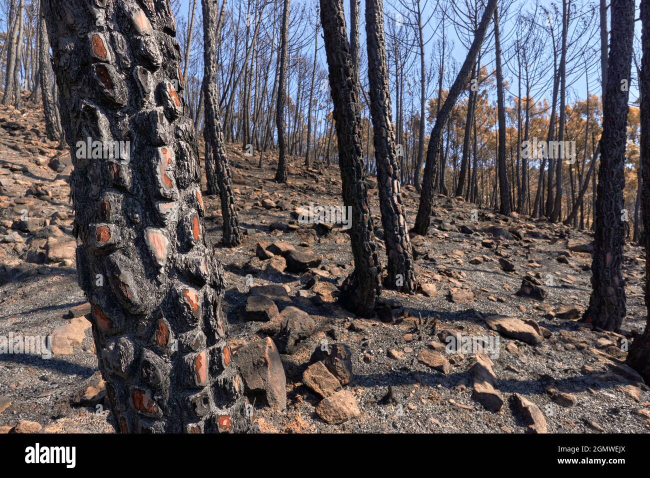 Wald aus Holzstämmen, die in Jubrique, an der Grenze zur Sierra Bermeja im Genal-Tal, Málaga, verbrannt wurden. Andalusien, Spanien. September 2021 Stockfoto