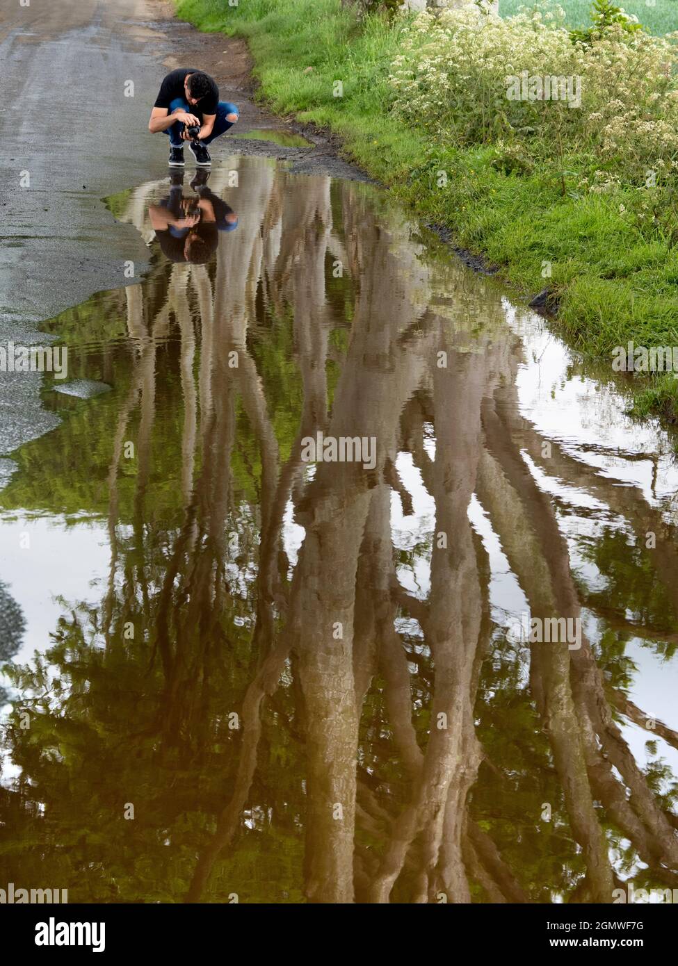 The Dark Hedges ist eine wunderschöne und geheimnisvolle Allee aus Buchen in Ballymoney, Nordirland; sie wurde von der Familie Stuart in der achtziger Jahre gepflanzt Stockfoto