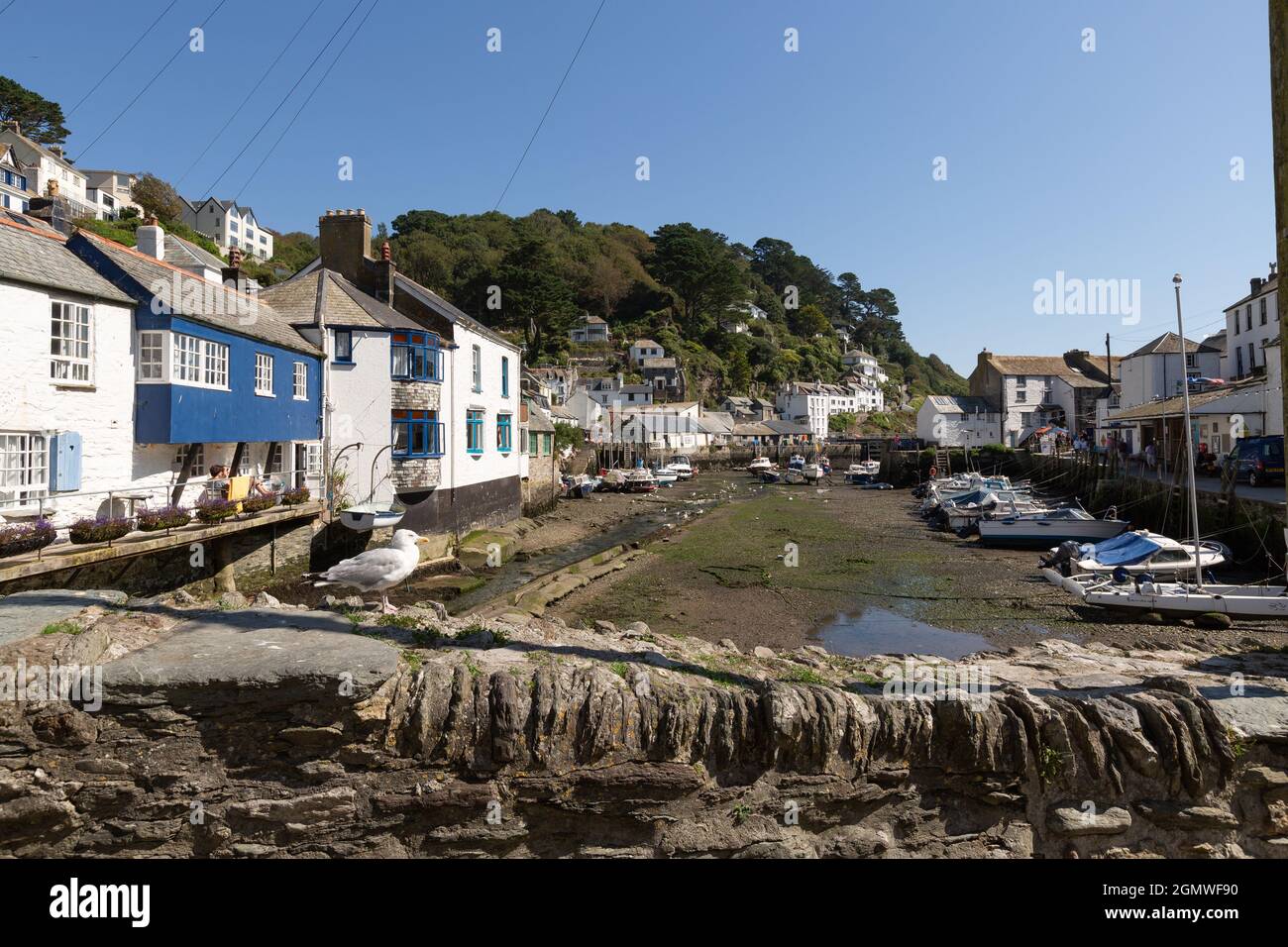Der Hafen von Polperro und die Ferienhäuser bei Ebbe sahen von der Steinbrücke aus, mit einer Möwe, die auf der Mauer der Steinbrücke thront. Stockfoto