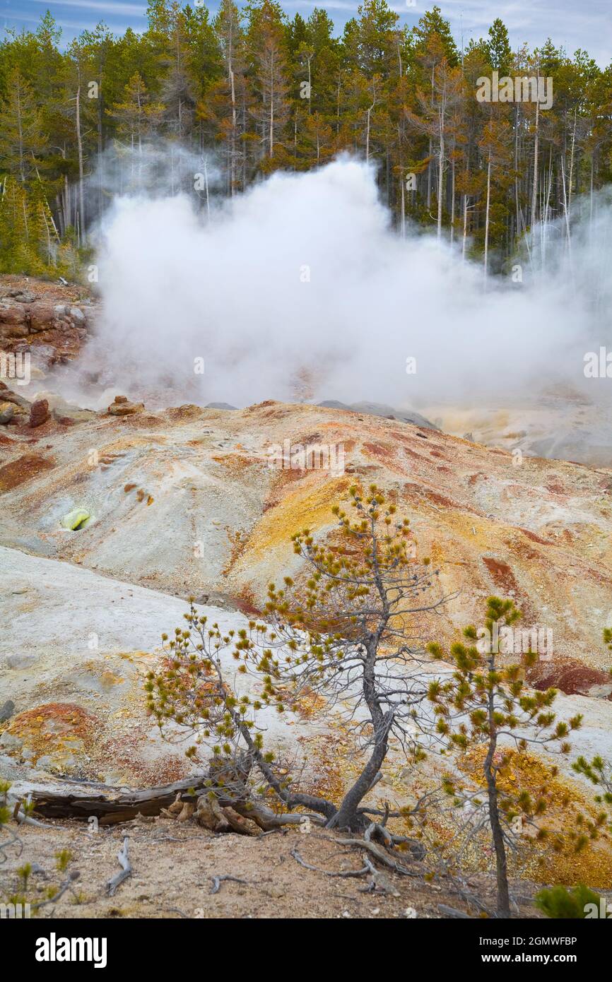 Yellowstone, Wyoming USA - Mai 2008; weithin als der erste Nationalpark der Welt anerkannt, erstreckt sich Yellowstone von Teilen von Wyoming bis nach Montana Stockfoto