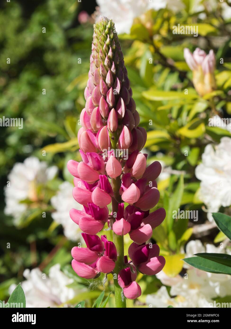 Radley Village, Oxfordshire, England - 20. Mai 2020; keine Menschen im Blick. Lupines zeigt jedes Jahr eine schöne Show in unserem Garten in Oxfordshire. Der Lupinus fa Stockfoto