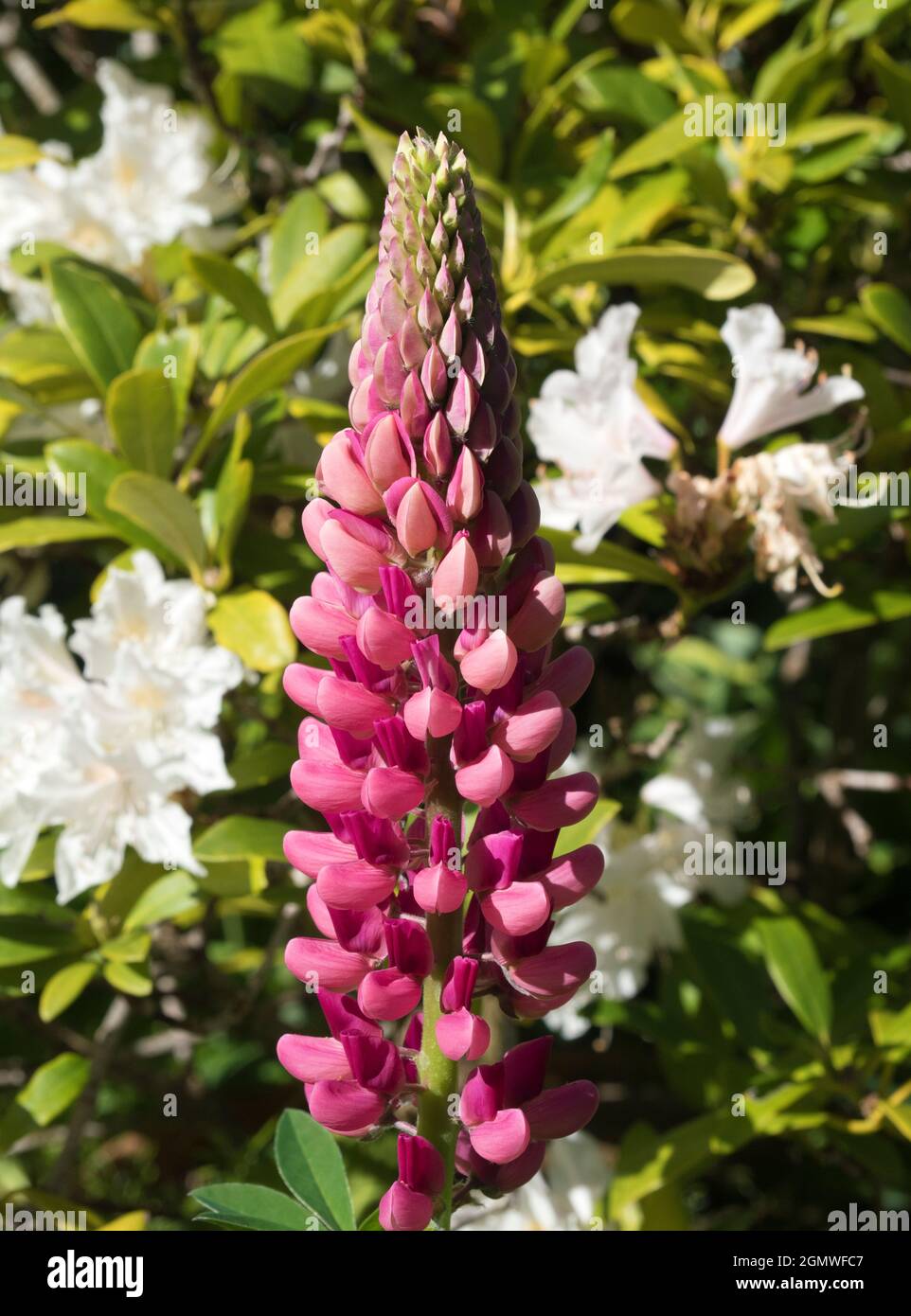 Radley Village, Oxfordshire, England - 20. Mai 2020; keine Menschen im Blick. Lupines zeigt jedes Jahr eine schöne Show in unserem Garten in Oxfordshire. Der Lupinus fa Stockfoto