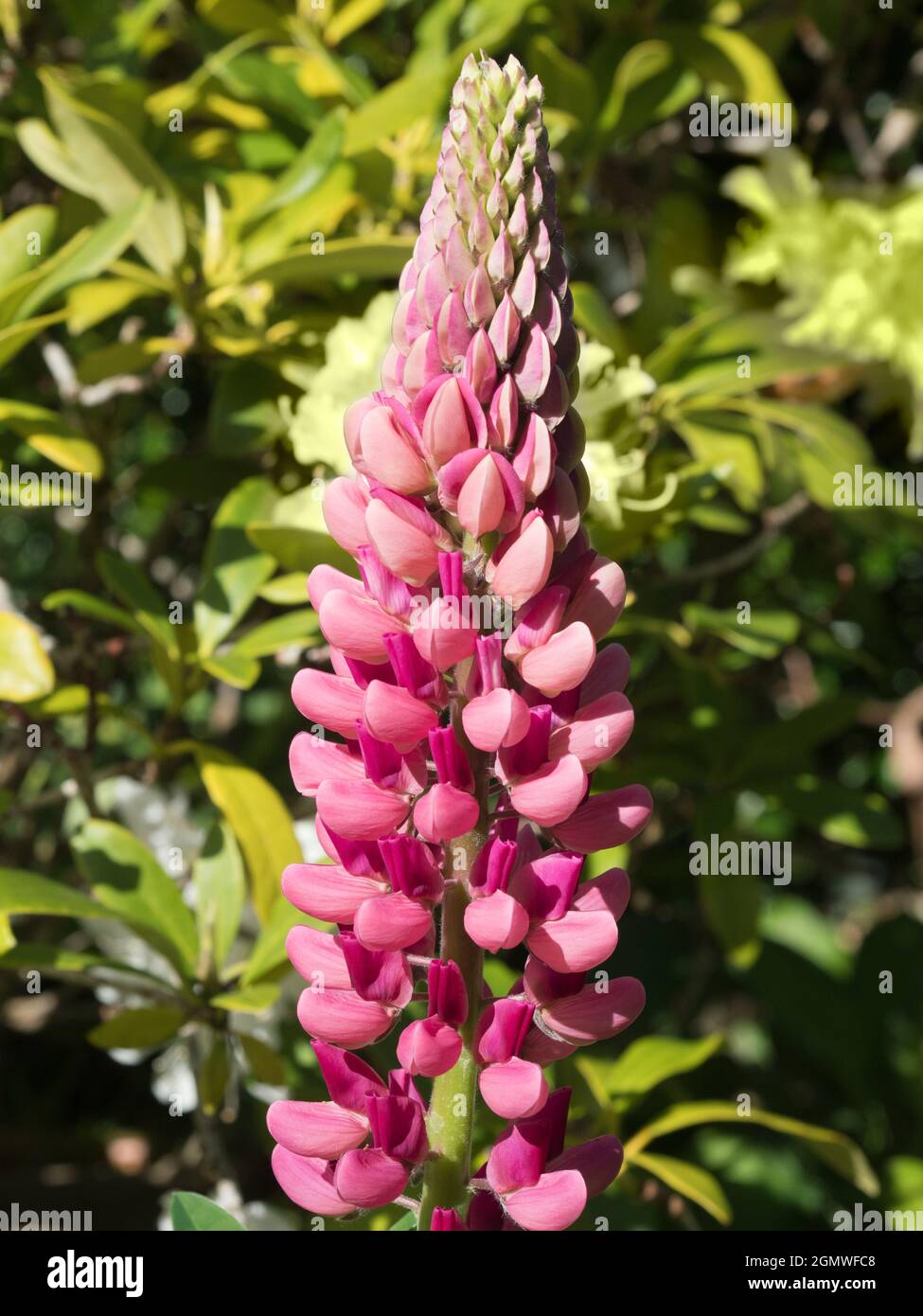 Radley Village, Oxfordshire, England - 20. Mai 2020; keine Menschen im Blick. Lupines zeigt jedes Jahr eine schöne Show in unserem Garten in Oxfordshire. Der Lupinus fa Stockfoto